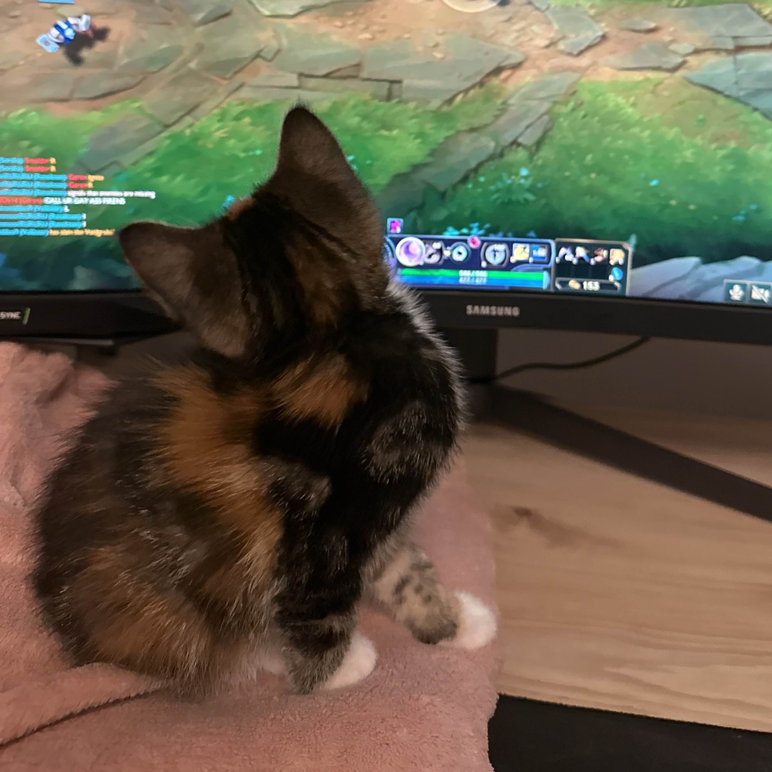 Cat 0