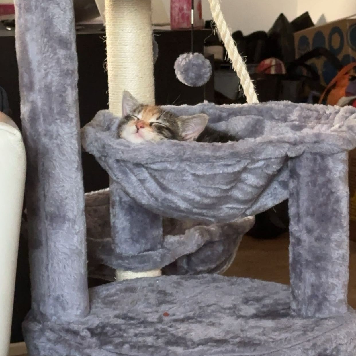Cat 1