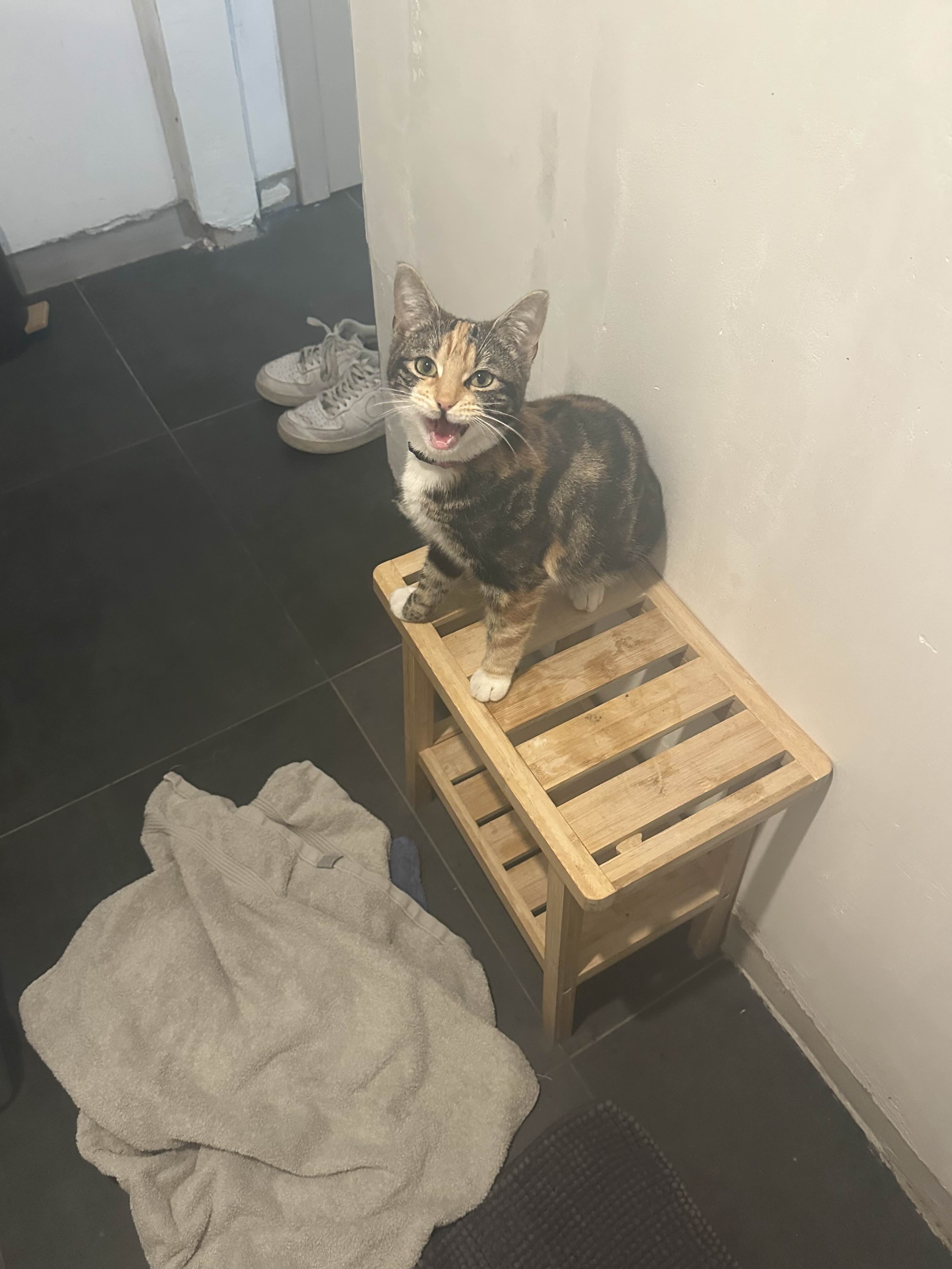 Cat 12