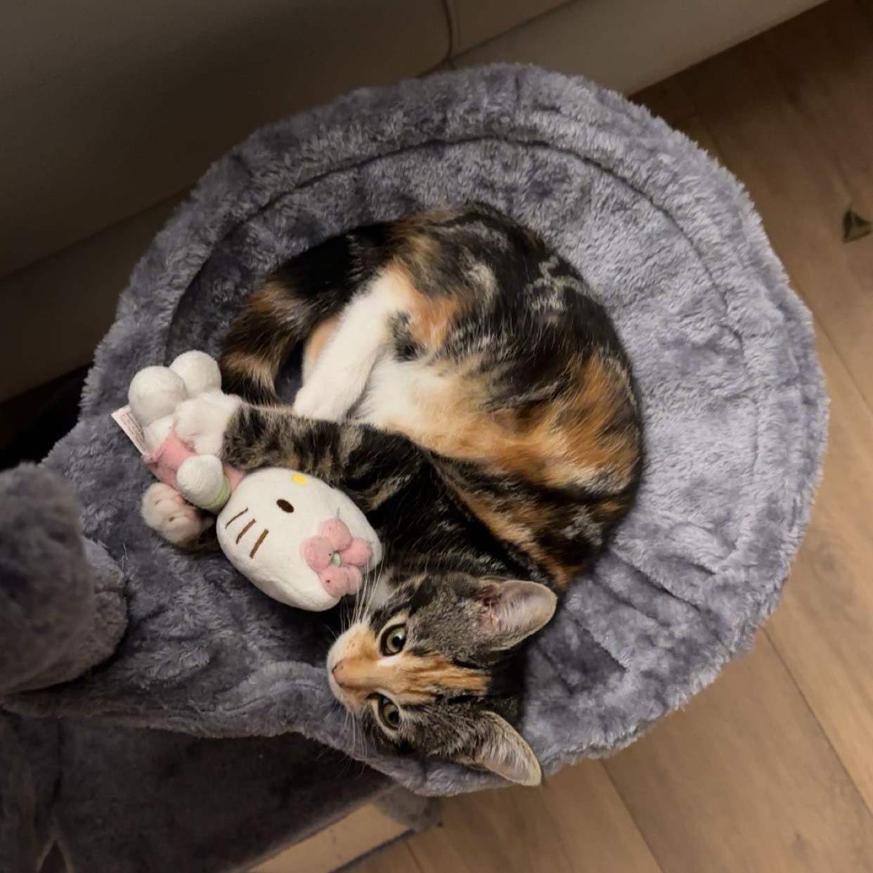Cat 3