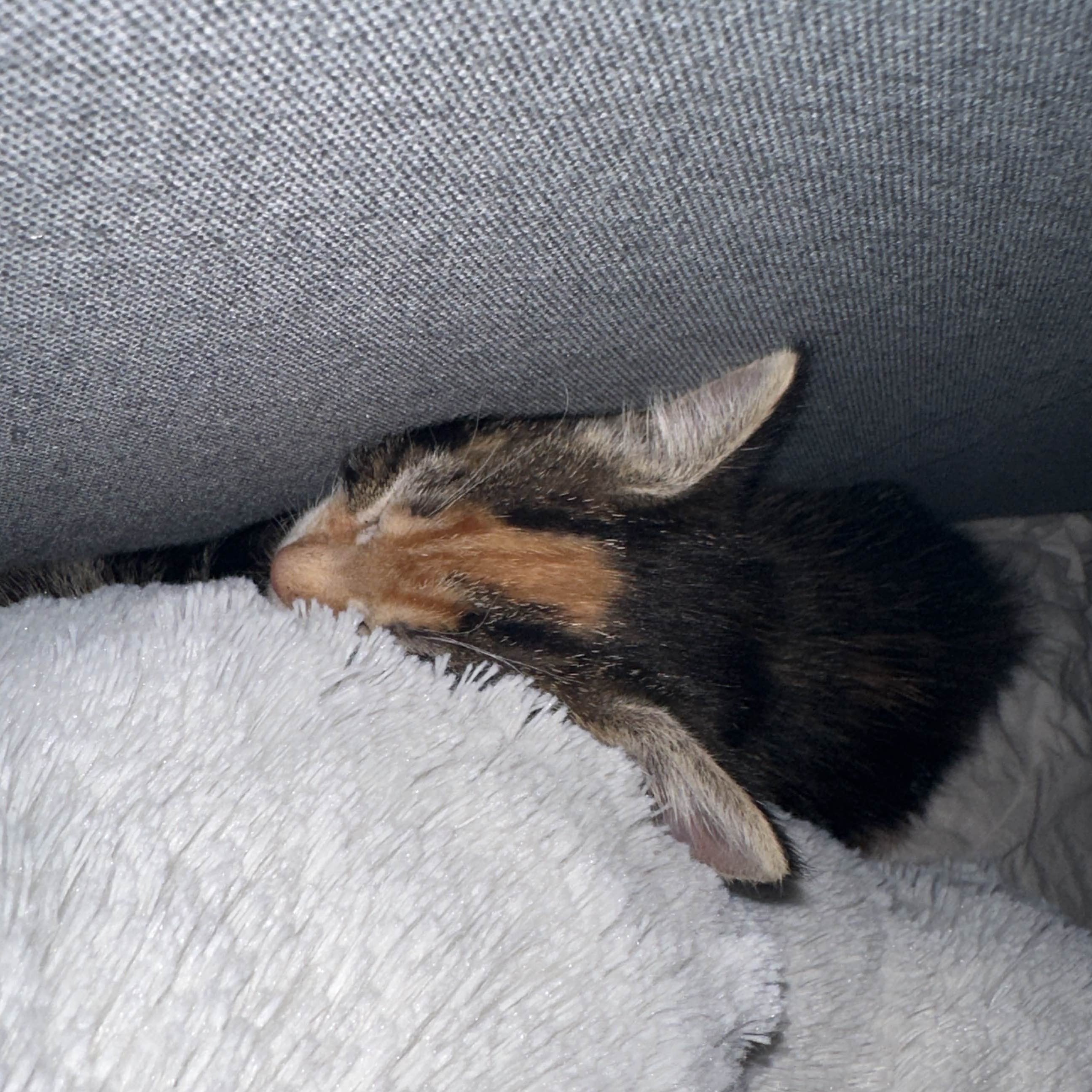 Cat 5