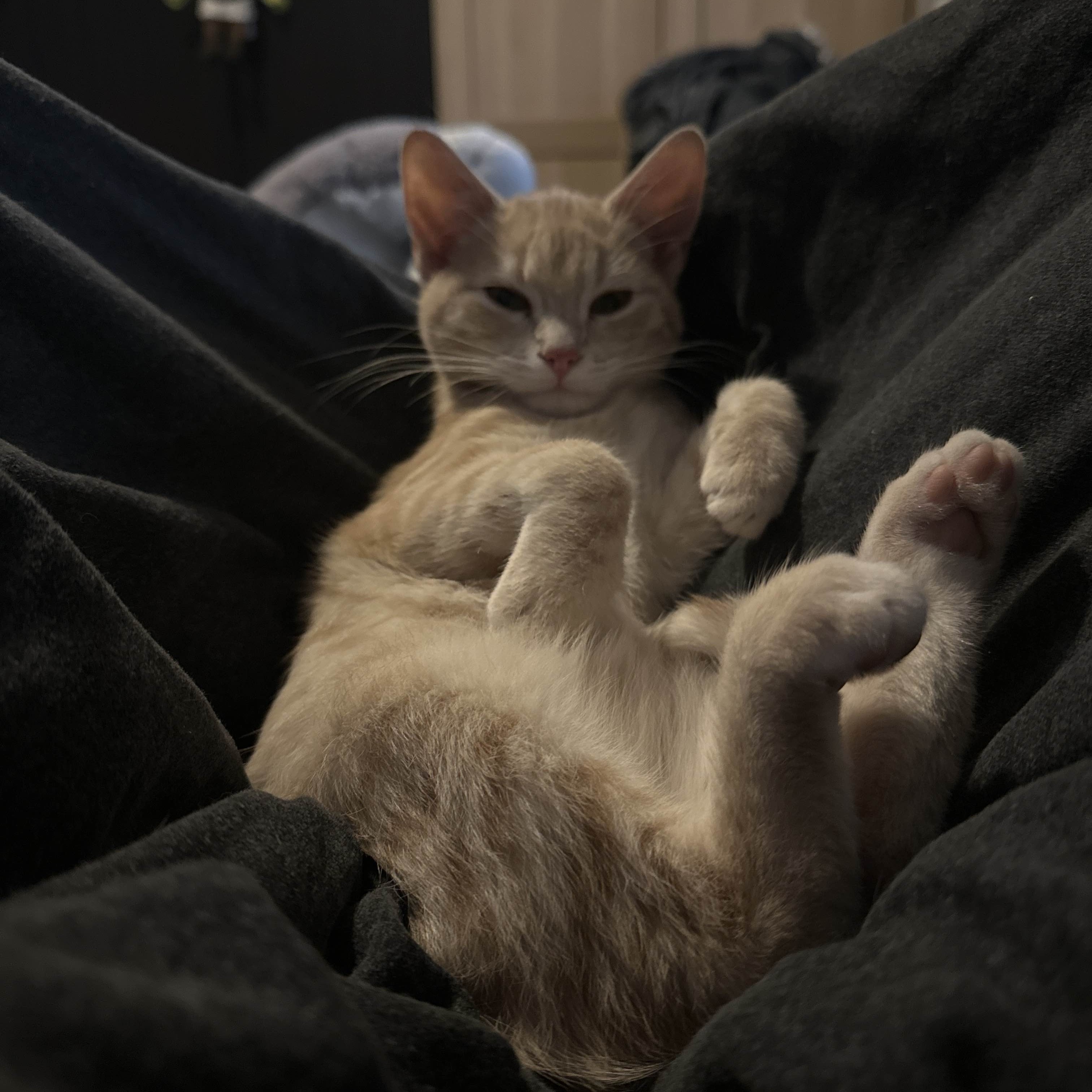 Cat 7