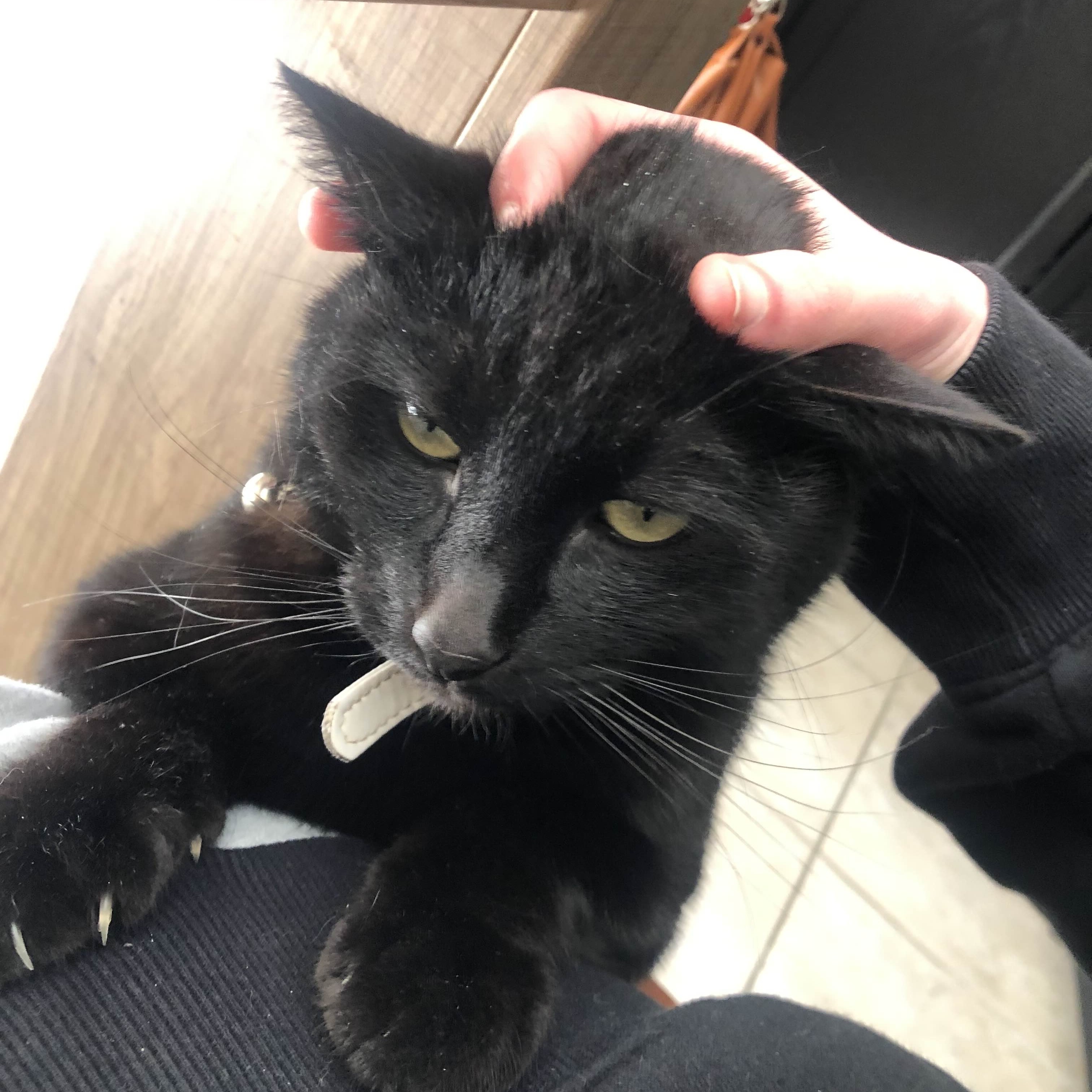 Cat 9